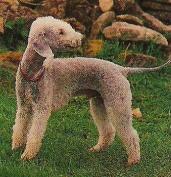 A dog image from https://images.dog.ceo/breeds/terrier-bedlington/n02093647_2633.jpg