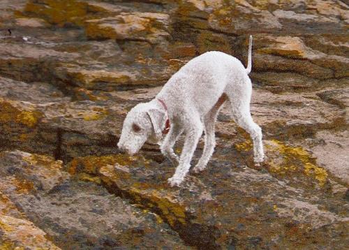 A dog image from https://images.dog.ceo/breeds/terrier-bedlington/n02093647_2640.jpg