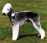 A dog image from https://images.dog.ceo/breeds/terrier-bedlington/n02093647_2665.jpg