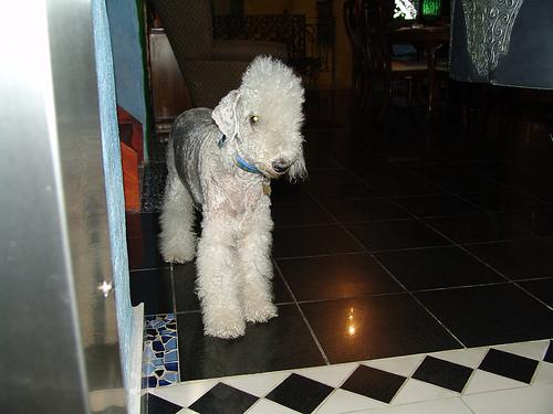 A dog image from https://images.dog.ceo/breeds/terrier-bedlington/n02093647_2706.jpg