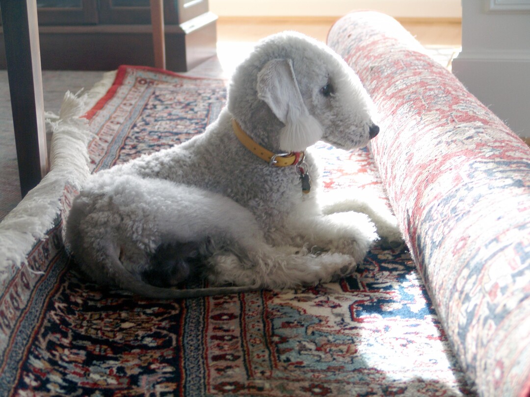 A dog image from https://images.dog.ceo/breeds/terrier-bedlington/n02093647_2743.jpg