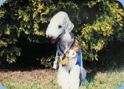 A dog image from https://images.dog.ceo/breeds/terrier-bedlington/n02093647_2747.jpg