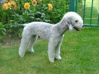 A dog image from https://images.dog.ceo/breeds/terrier-bedlington/n02093647_2756.jpg