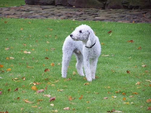 A dog image from https://images.dog.ceo/breeds/terrier-bedlington/n02093647_2951.jpg