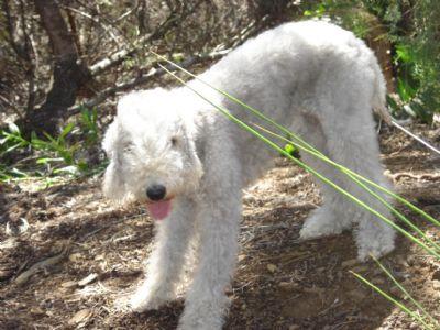 A dog image from https://images.dog.ceo/breeds/terrier-bedlington/n02093647_3049.jpg