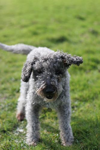 A dog image from https://images.dog.ceo/breeds/terrier-bedlington/n02093647_3079.jpg