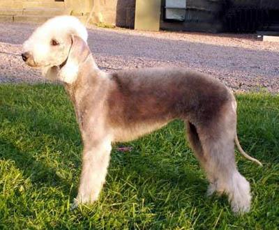 A dog image from https://images.dog.ceo/breeds/terrier-bedlington/n02093647_3114.jpg