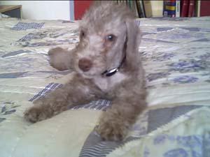 A dog image from https://images.dog.ceo/breeds/terrier-bedlington/n02093647_316.jpg