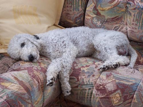 A dog image from https://images.dog.ceo/breeds/terrier-bedlington/n02093647_3277.jpg