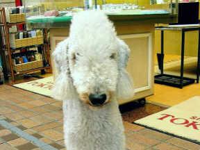 A dog image from https://images.dog.ceo/breeds/terrier-bedlington/n02093647_3338.jpg