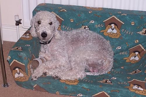 A dog image from https://images.dog.ceo/breeds/terrier-bedlington/n02093647_3356.jpg