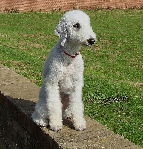 A dog image from https://images.dog.ceo/breeds/terrier-bedlington/n02093647_3414.jpg