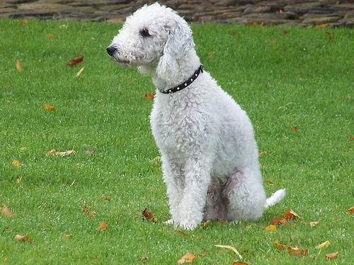 A dog image from https://images.dog.ceo/breeds/terrier-bedlington/n02093647_3594.jpg