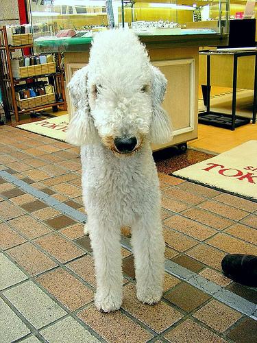 A dog image from https://images.dog.ceo/breeds/terrier-bedlington/n02093647_490.jpg