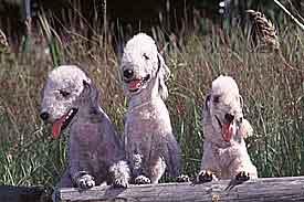 A dog image from https://images.dog.ceo/breeds/terrier-bedlington/n02093647_502.jpg