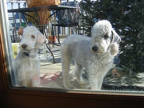 A dog image from https://images.dog.ceo/breeds/terrier-bedlington/n02093647_684.jpg