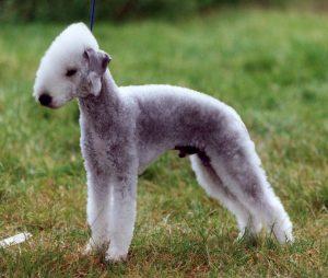 A dog image from https://images.dog.ceo/breeds/terrier-bedlington/n02093647_768.jpg