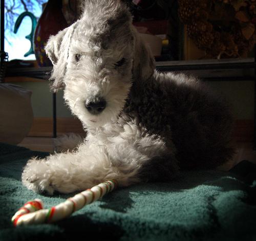 A dog image from https://images.dog.ceo/breeds/terrier-bedlington/n02093647_933.jpg