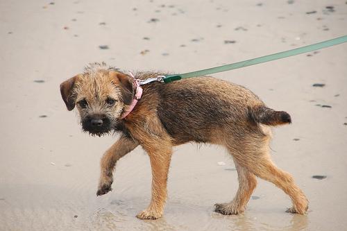 A dog image from https://images.dog.ceo/breeds/terrier-border/n02093754_1062.jpg