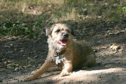 A dog image from https://images.dog.ceo/breeds/terrier-border/n02093754_1557.jpg