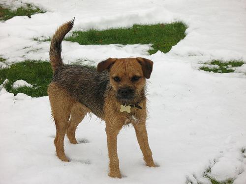 A dog image from https://images.dog.ceo/breeds/terrier-border/n02093754_175.jpg