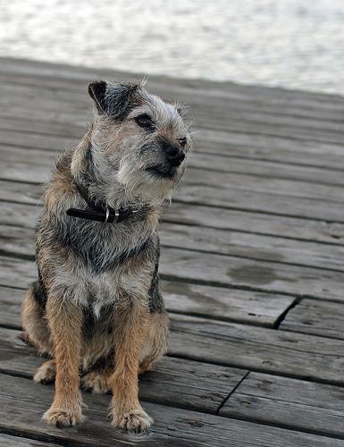 A dog image from https://images.dog.ceo/breeds/terrier-border/n02093754_2453.jpg