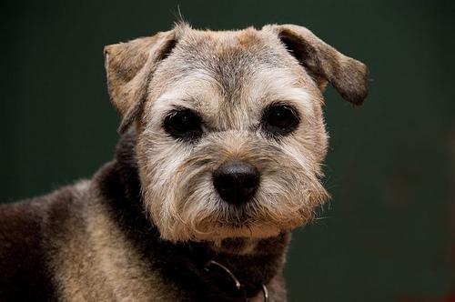 A dog image from https://images.dog.ceo/breeds/terrier-border/n02093754_367.jpg