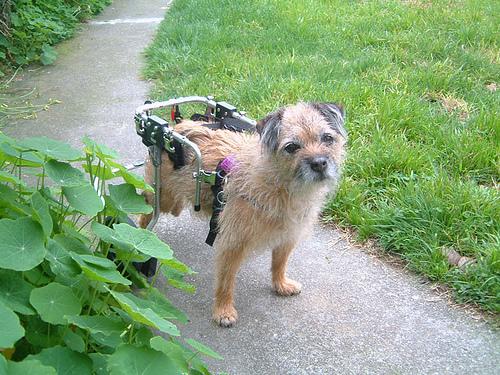 A dog image from https://images.dog.ceo/breeds/terrier-border/n02093754_4110.jpg