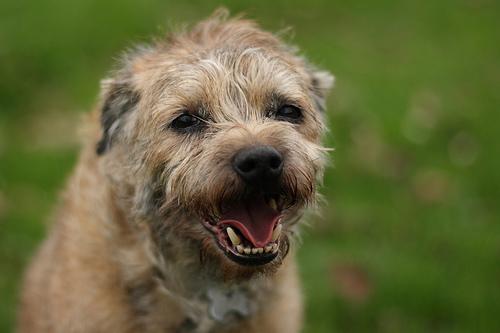 A dog image from https://images.dog.ceo/breeds/terrier-border/n02093754_4697.jpg