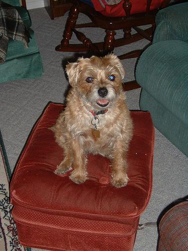 A dog image from https://images.dog.ceo/breeds/terrier-border/n02093754_5971.jpg