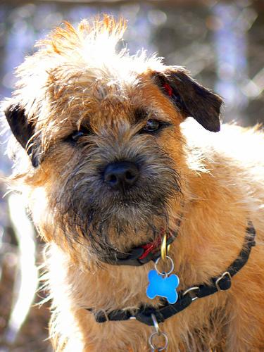 A dog image from https://images.dog.ceo/breeds/terrier-border/n02093754_6574.jpg