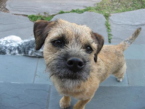 A dog image from https://images.dog.ceo/breeds/terrier-border/n02093754_909.jpg