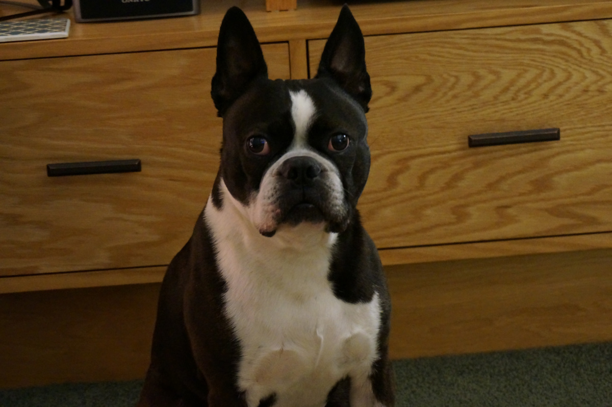 terrier