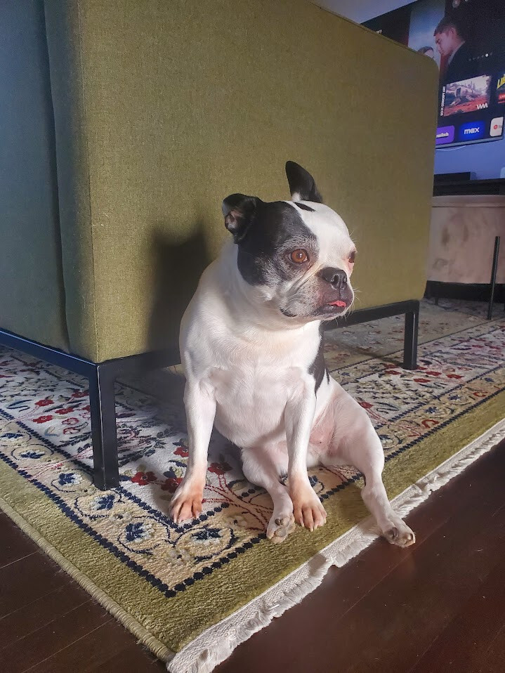 Boston Terrier