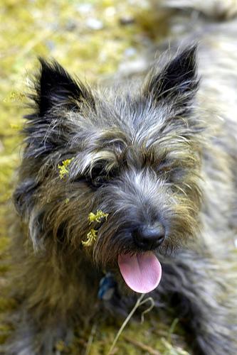 A dog image from https://images.dog.ceo/breeds/terrier-cairn/n02096177_10333.jpg