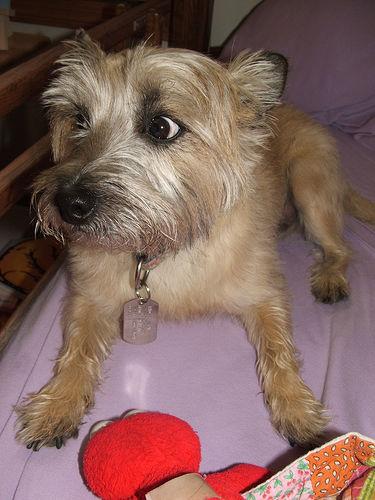 A dog image from https://images.dog.ceo/breeds/terrier-cairn/n02096177_11295.jpg