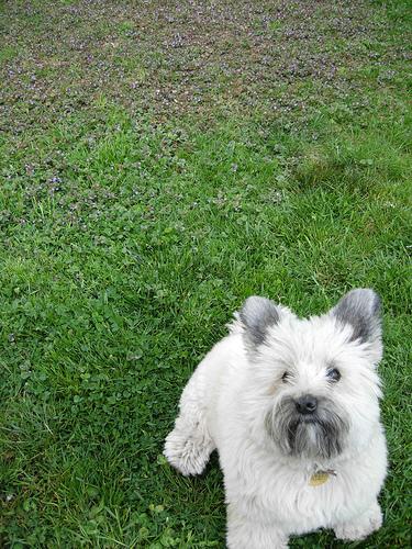 A dog image from https://images.dog.ceo/breeds/terrier-cairn/n02096177_11706.jpg