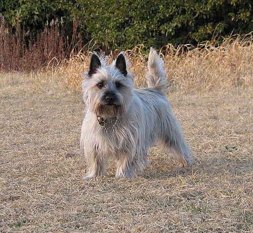 A dog image from https://images.dog.ceo/breeds/terrier-cairn/n02096177_1171.jpg