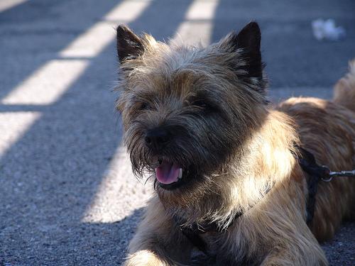 A dog image from https://images.dog.ceo/breeds/terrier-cairn/n02096177_11780.jpg