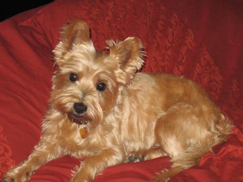 A dog image from https://images.dog.ceo/breeds/terrier-cairn/n02096177_12103.jpg