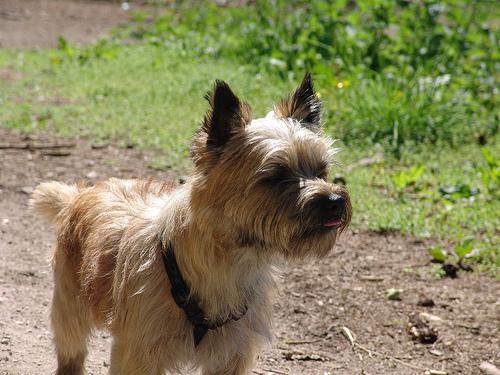 A dog image from https://images.dog.ceo/breeds/terrier-cairn/n02096177_12360.jpg