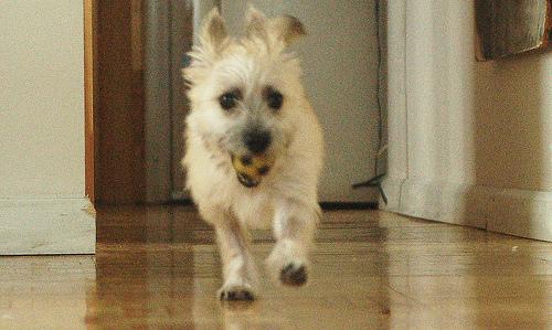 A dog image from https://images.dog.ceo/breeds/terrier-cairn/n02096177_1255.jpg