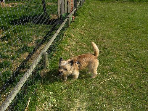 A dog image from https://images.dog.ceo/breeds/terrier-cairn/n02096177_13114.jpg