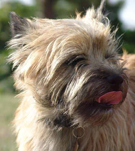 A dog image from https://images.dog.ceo/breeds/terrier-cairn/n02096177_133.jpg