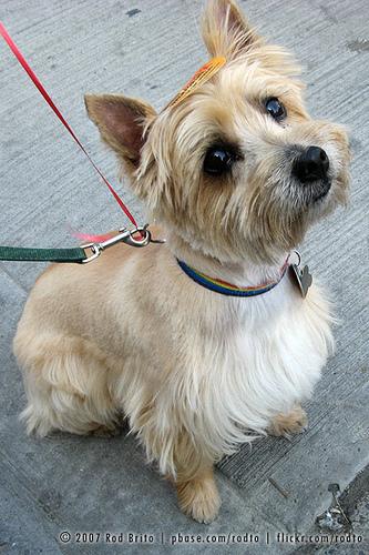 A dog image from https://images.dog.ceo/breeds/terrier-cairn/n02096177_1405.jpg