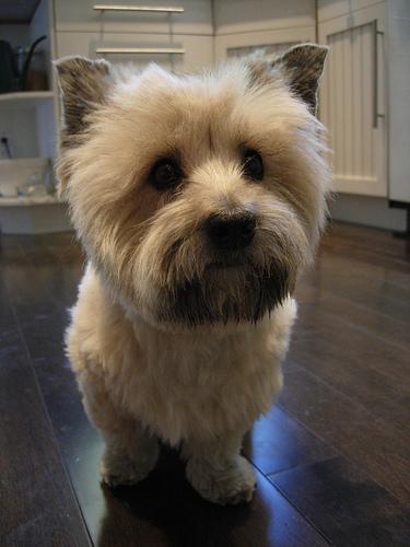 A dog image from https://images.dog.ceo/breeds/terrier-cairn/n02096177_1434.jpg