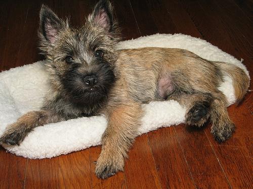 A dog image from https://images.dog.ceo/breeds/terrier-cairn/n02096177_152.jpg