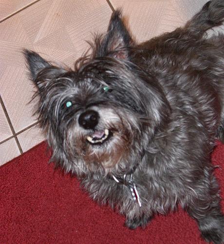 A dog image from https://images.dog.ceo/breeds/terrier-cairn/n02096177_1569.jpg