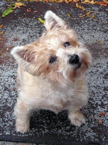 A dog image from https://images.dog.ceo/breeds/terrier-cairn/n02096177_1596.jpg