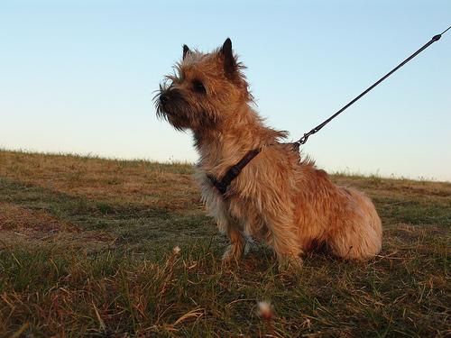 A dog image from https://images.dog.ceo/breeds/terrier-cairn/n02096177_1659.jpg